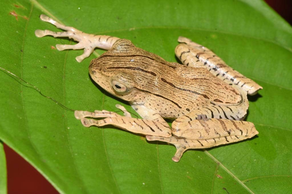 foto Polypedates otilophus