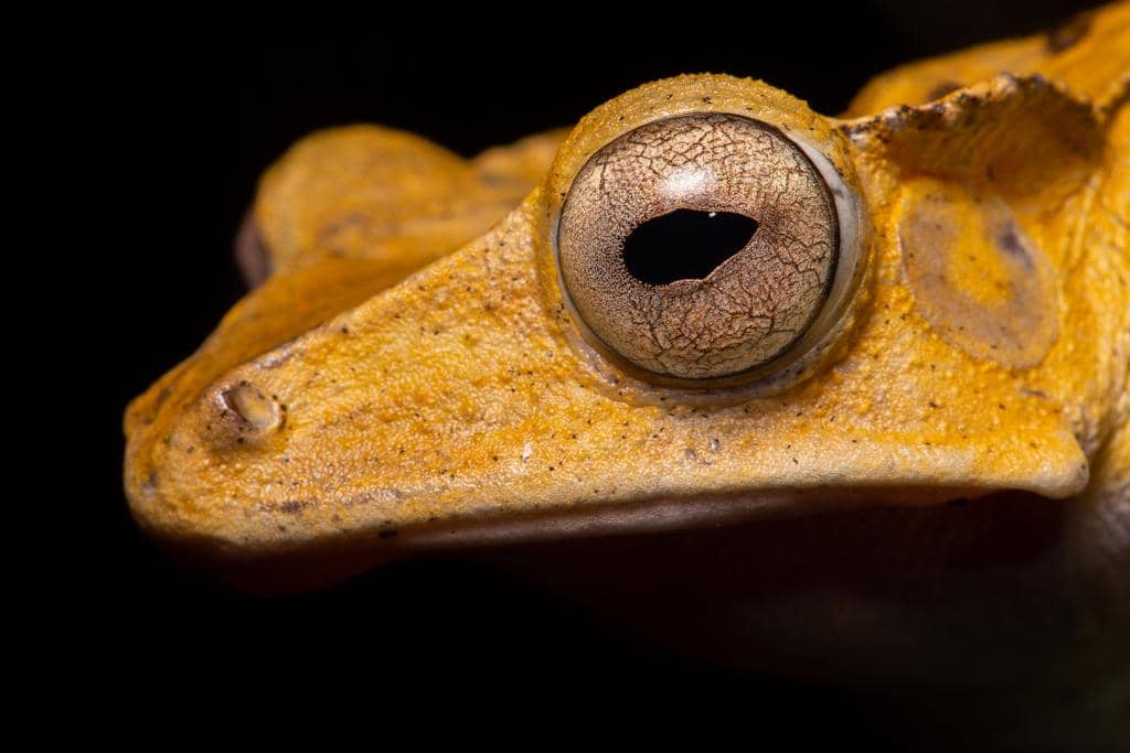 foto Polypedates otilophus 