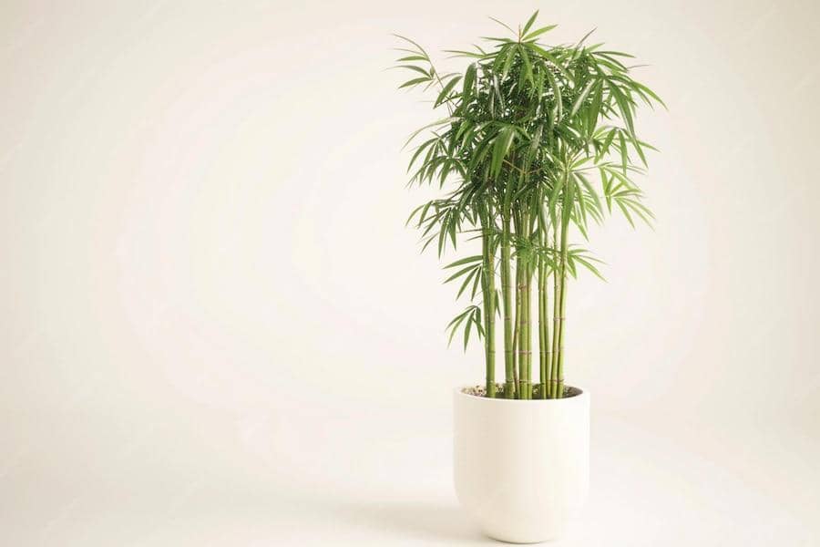 ilustrasi Bambu rezeki