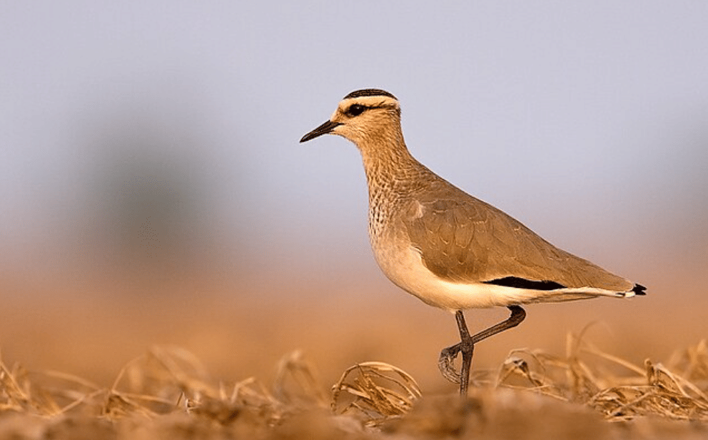 potret burung sociable lapwing
