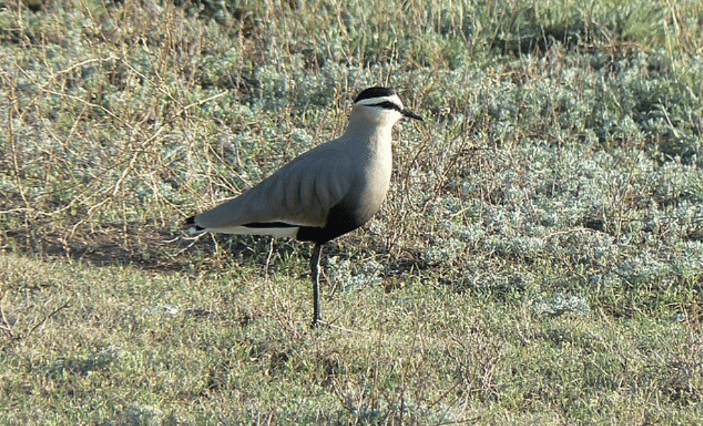 potret burung sociable lapwing