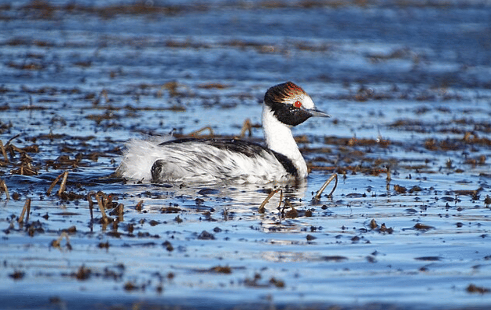 potret burung hooded grebe
