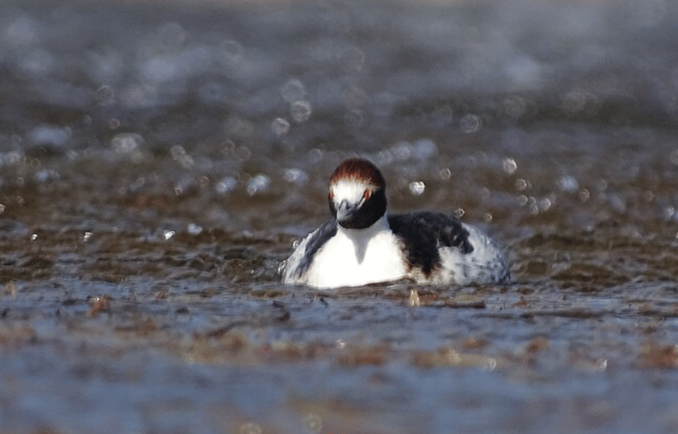 potret burung hooded grebe