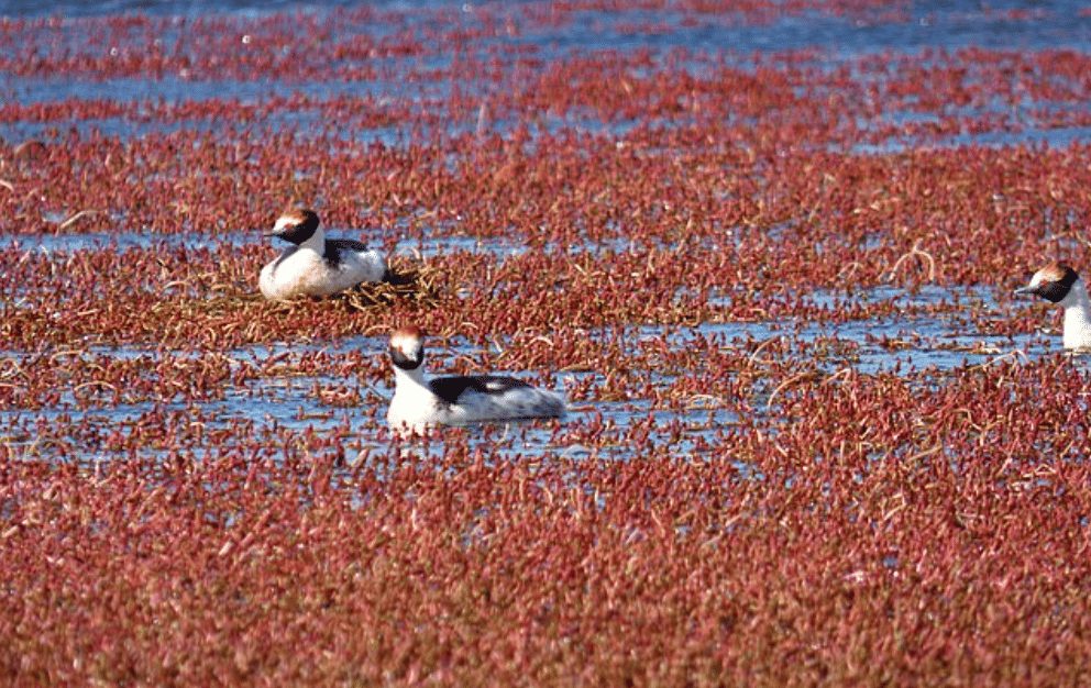 potret burung hooded grebe 