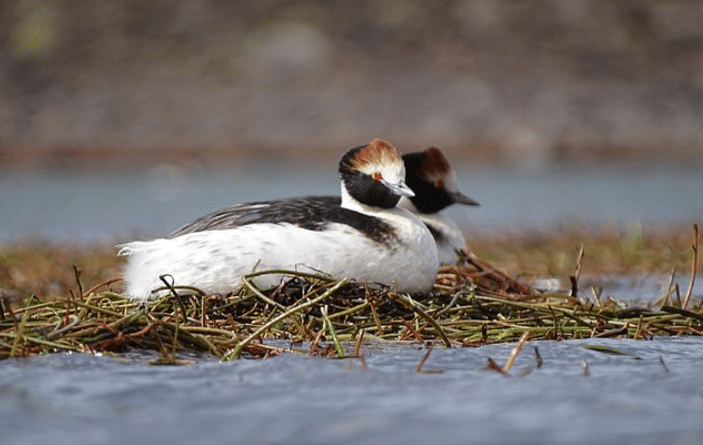 potret burung hooded grebe