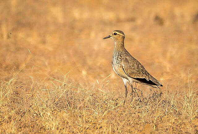 potret burung sociable lapwing