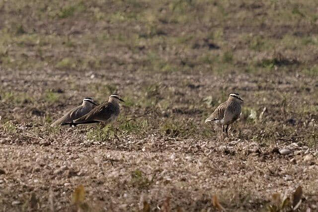 potret burung sociable lapwing