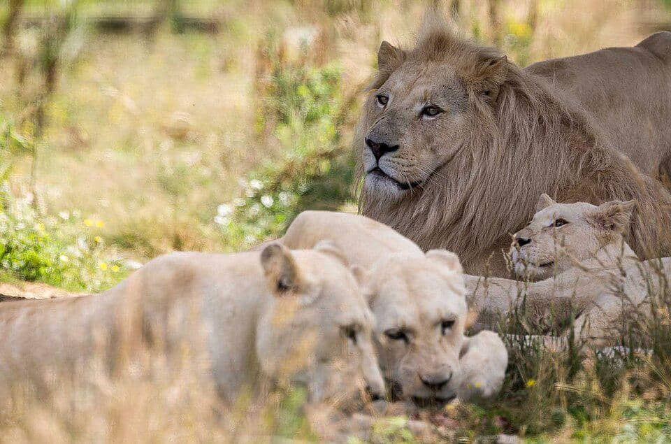 Saat baru selesai merebut wilayah dari jantan dominan lama, singa jantan dominan yang baru pasti melakukan pembantaian pada keturunan jantan dominan yang lama.