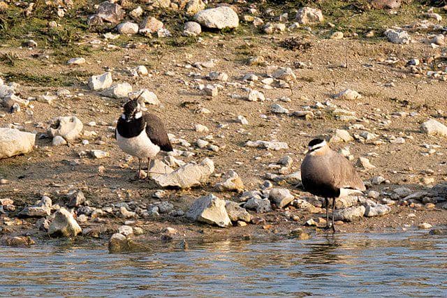 potret burung sociable lapwing