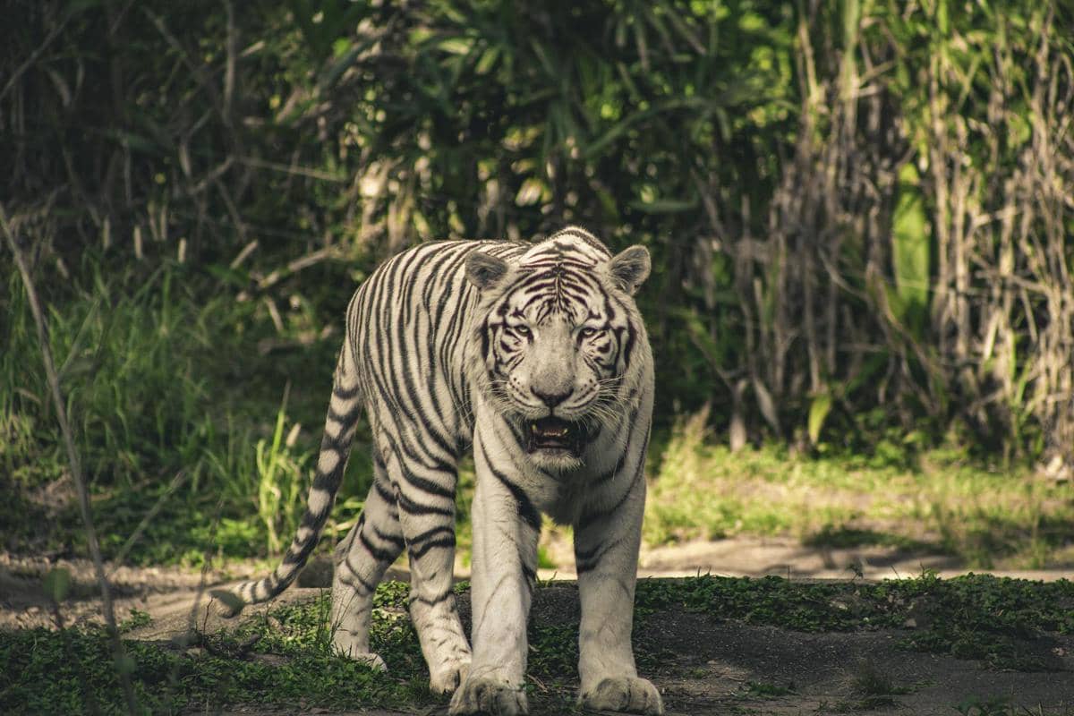 ilustrasi harimau putih