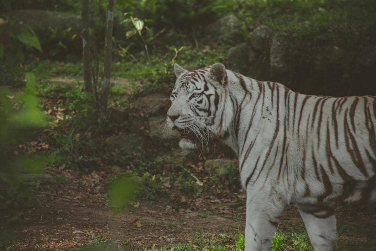 Harimau Putih Semarang Zoo Mati, Pemkot Janji Evaluasi Animal Welfare