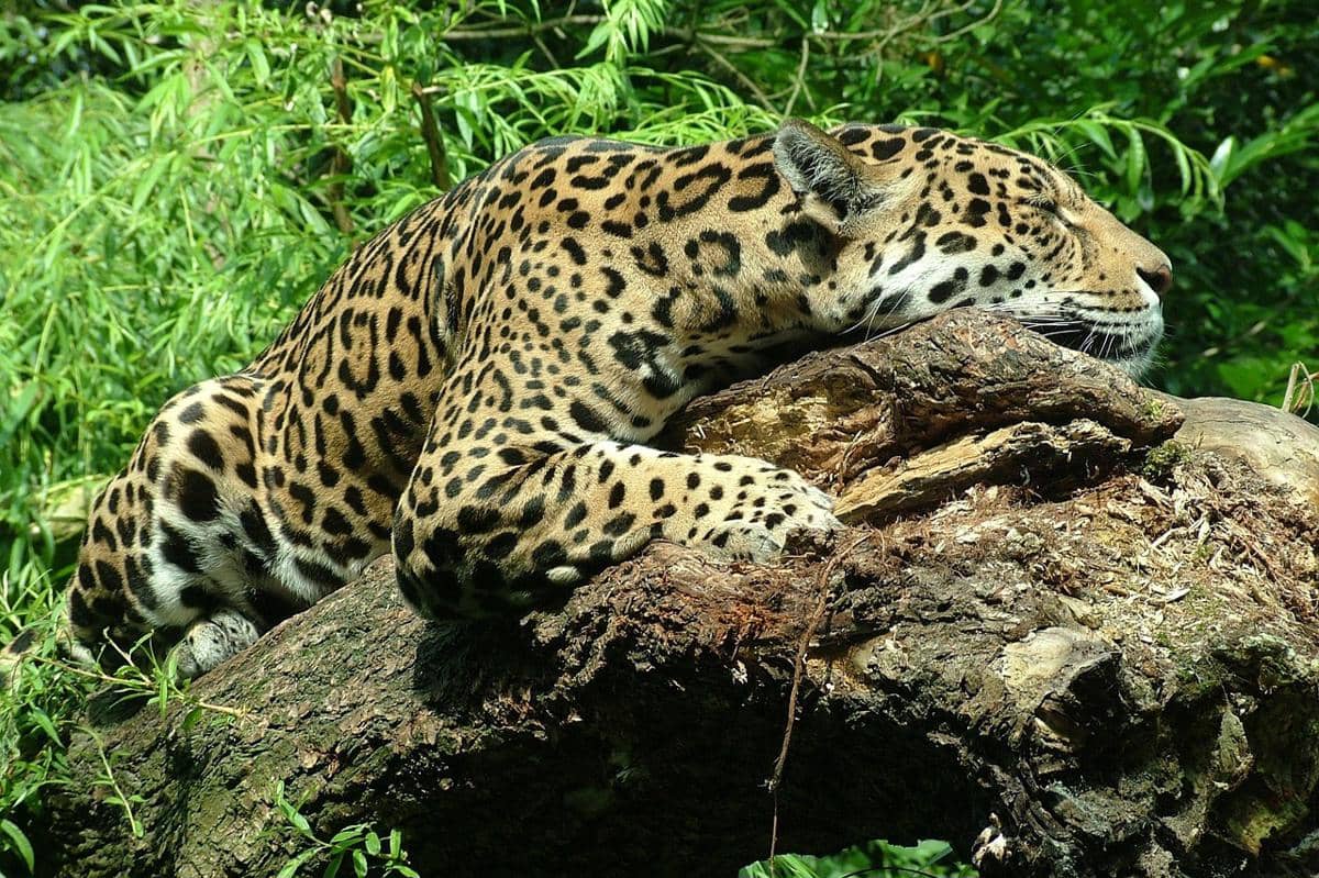 jaguar