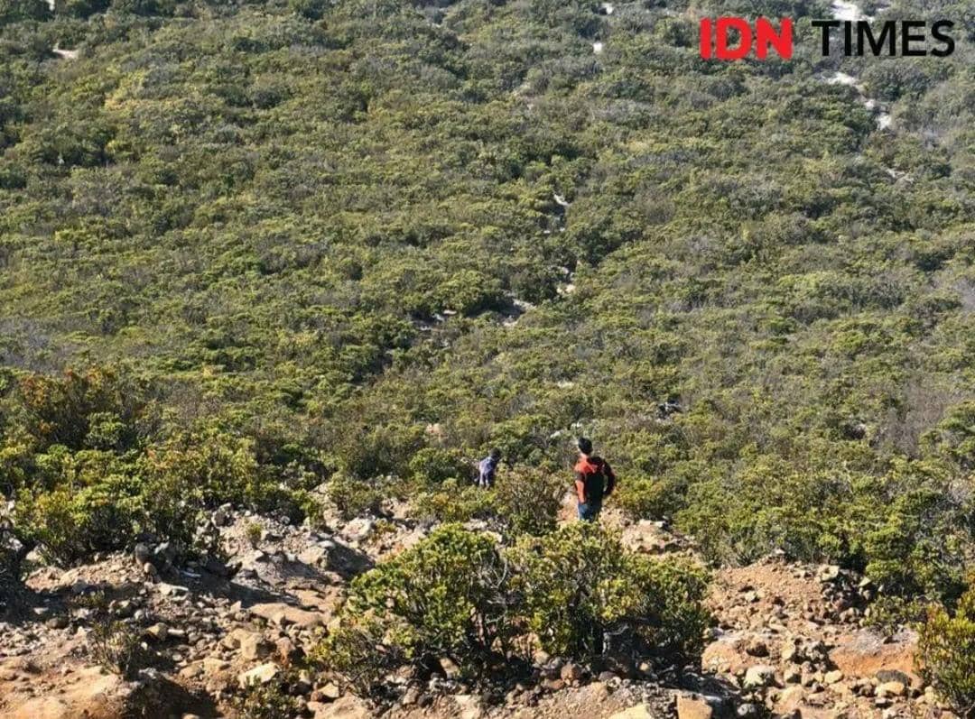 Kawasan taman wisata Gunung Dempo Pagaralam, Sumsel (IDN Times/Rangga Erfizal)