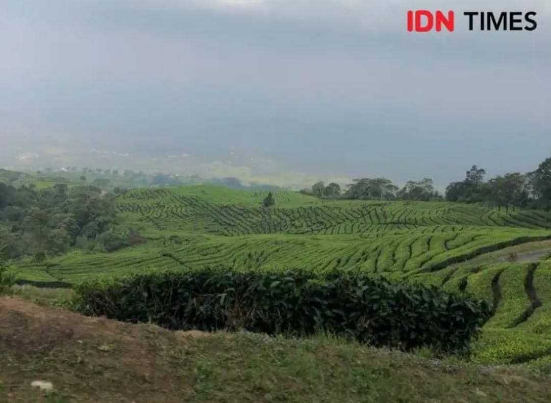 Kawasan taman wisata Gunung Dempo Pagaralam, Sumsel (IDN Times/Rangga Erfizal)