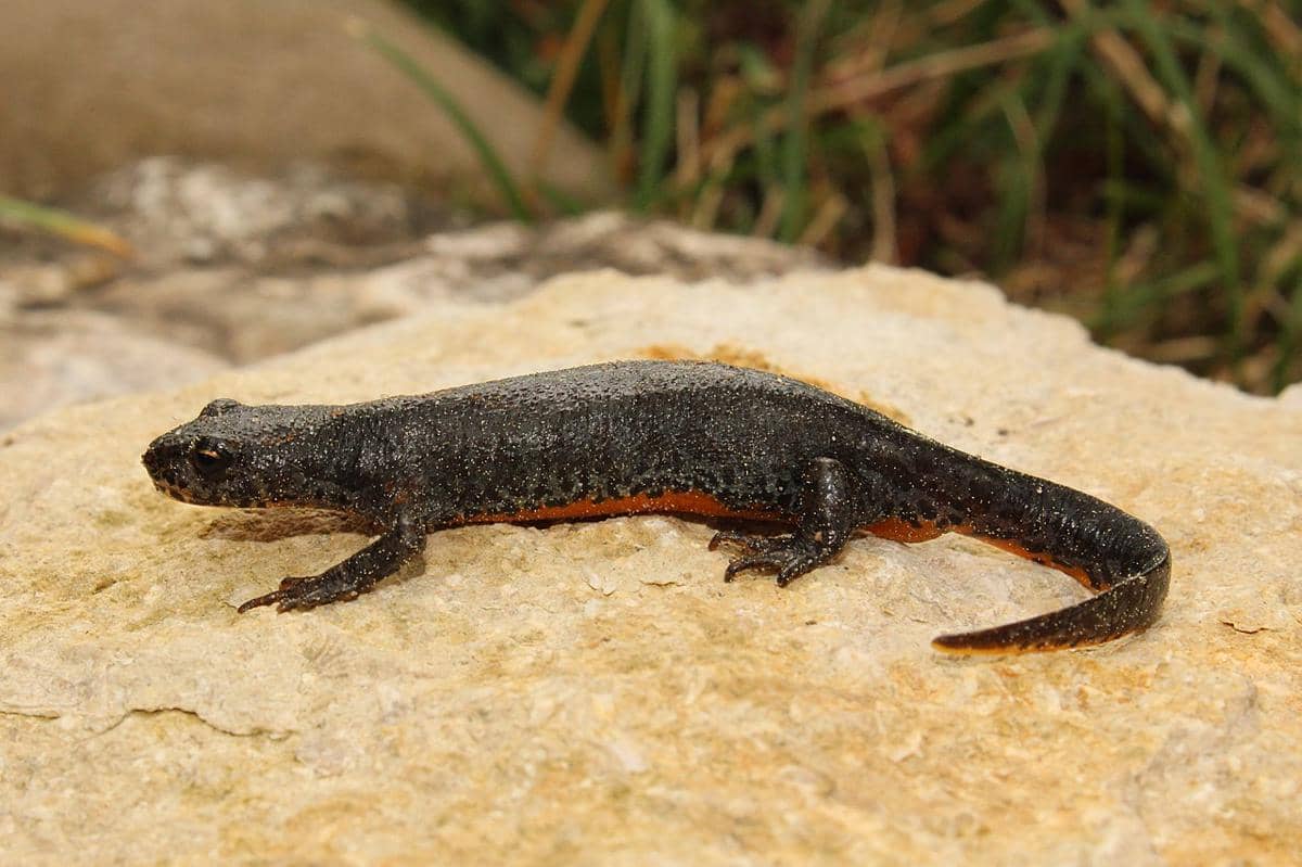 alpine newt