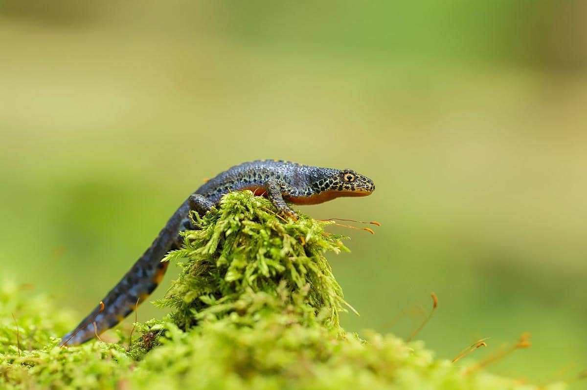alpine newt