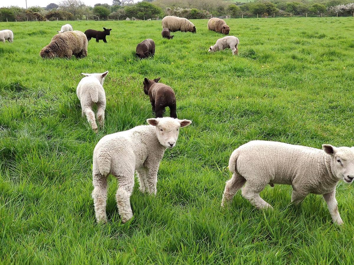 Domba di padang rumput