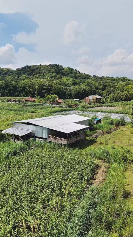 Peternakan Domba Ayudia Bing Slamet dan Ditto di Klaten (instagram.com/dittopercussion)