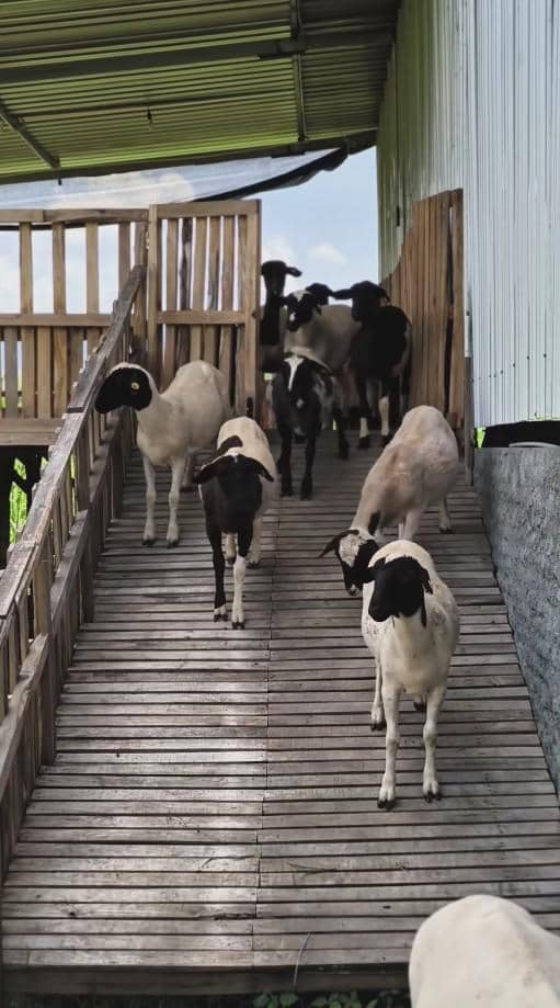 Peternakan Domba Ayudia Bing Slamet dan Ditto di Klaten (instagram.com/dittopercussion)