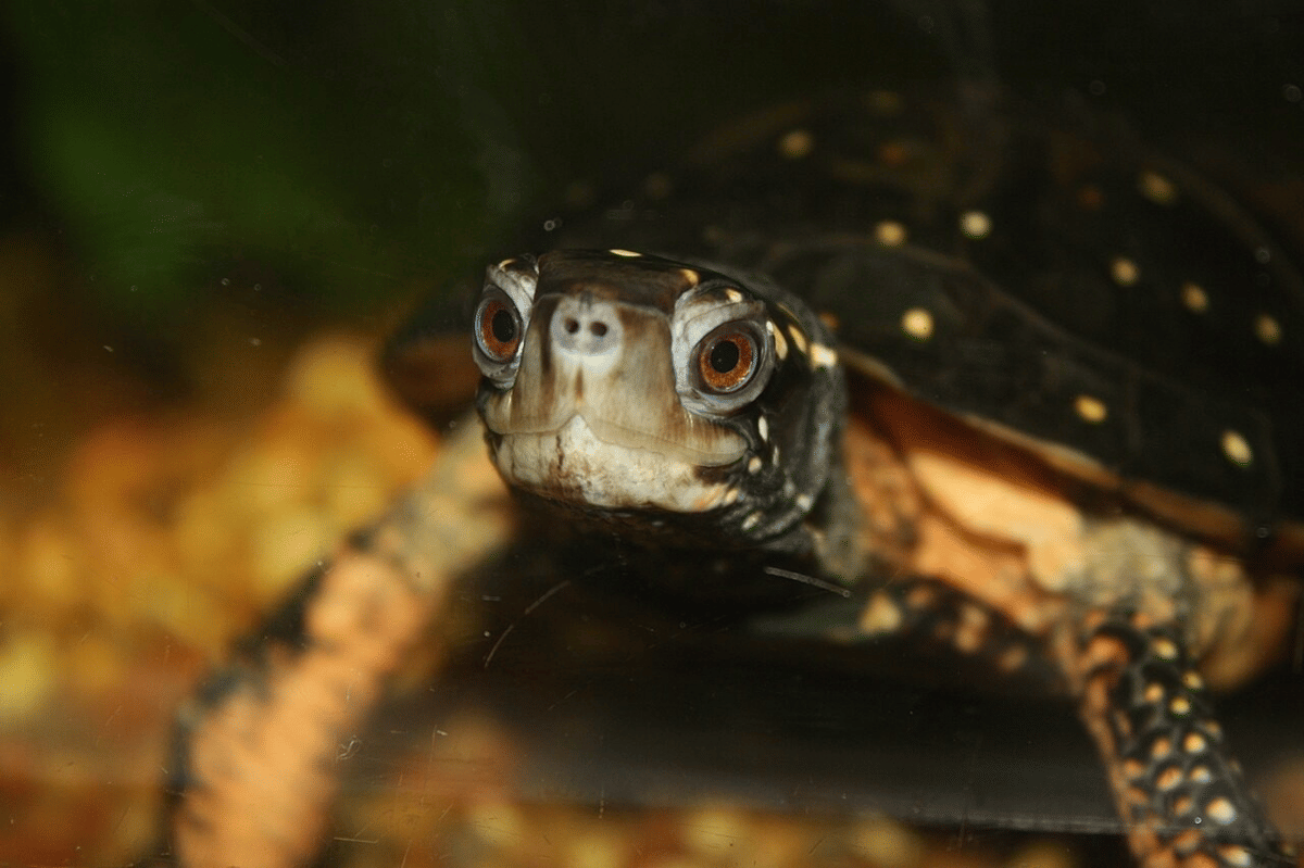 5 Fakta Kura-kura Tutul, Jenis Kelaminnya Ditentukan oleh Suhu