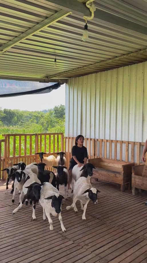 Peternakan Domba Ayudia Bing Slamet dan Ditto di Klaten (instagram.com/dittopercussion)