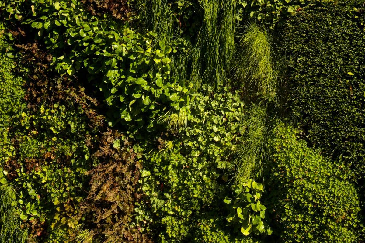 illustrasi tanaman untuk vertical garden 