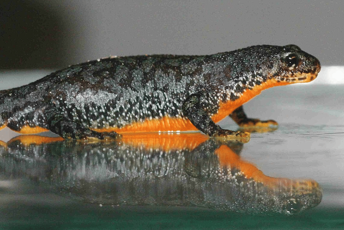 alpine newt