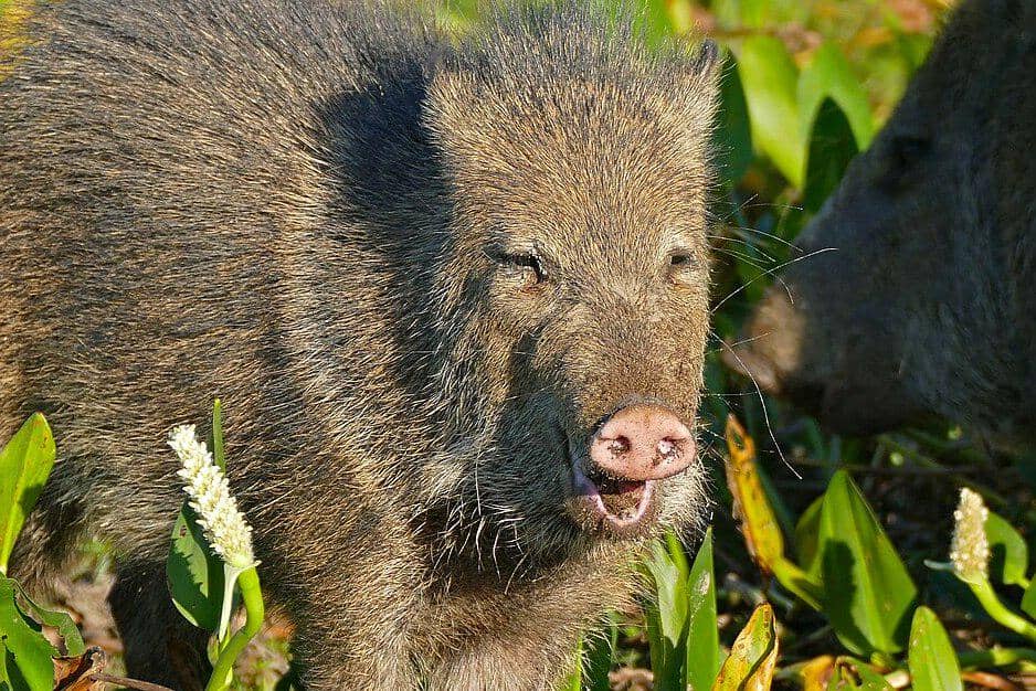 pekari berkerah di habitat aslinya