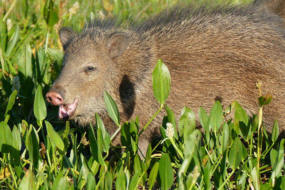 Pekari berkerah ini terlihat di Brasil.