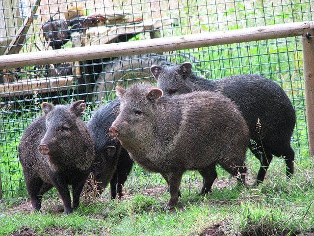 kawanan kecil pekari berkerah