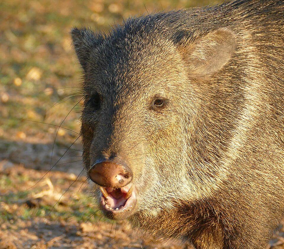 Pekari berkerah sedang mengunyah, memperlihatkan taring lurusnya.