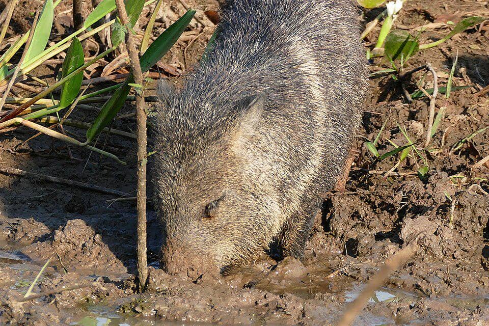 Pekari berkerah sedang mencari makan.