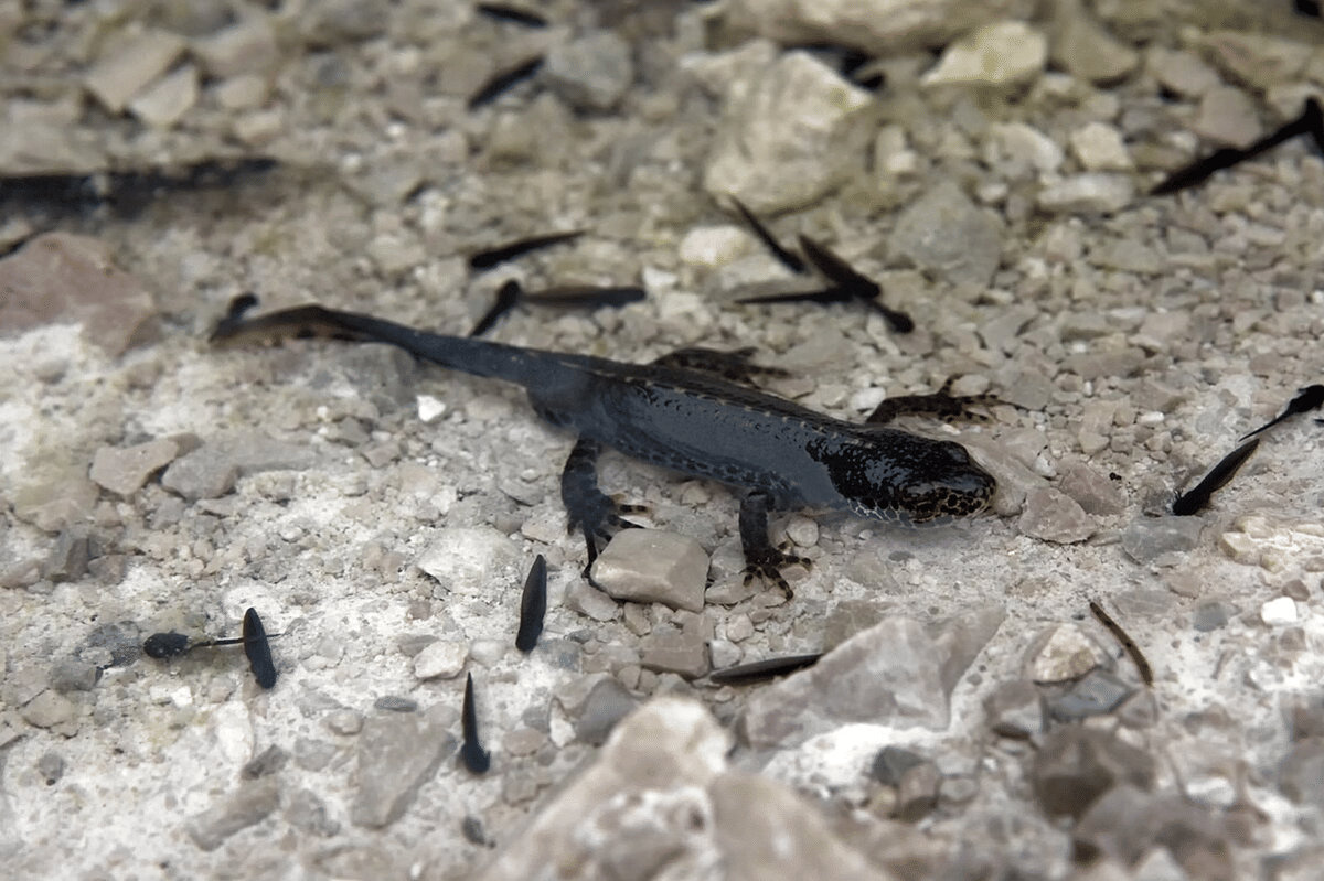 alpine newt