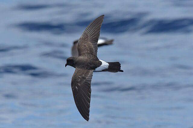 potret burung new zealand storm petrel