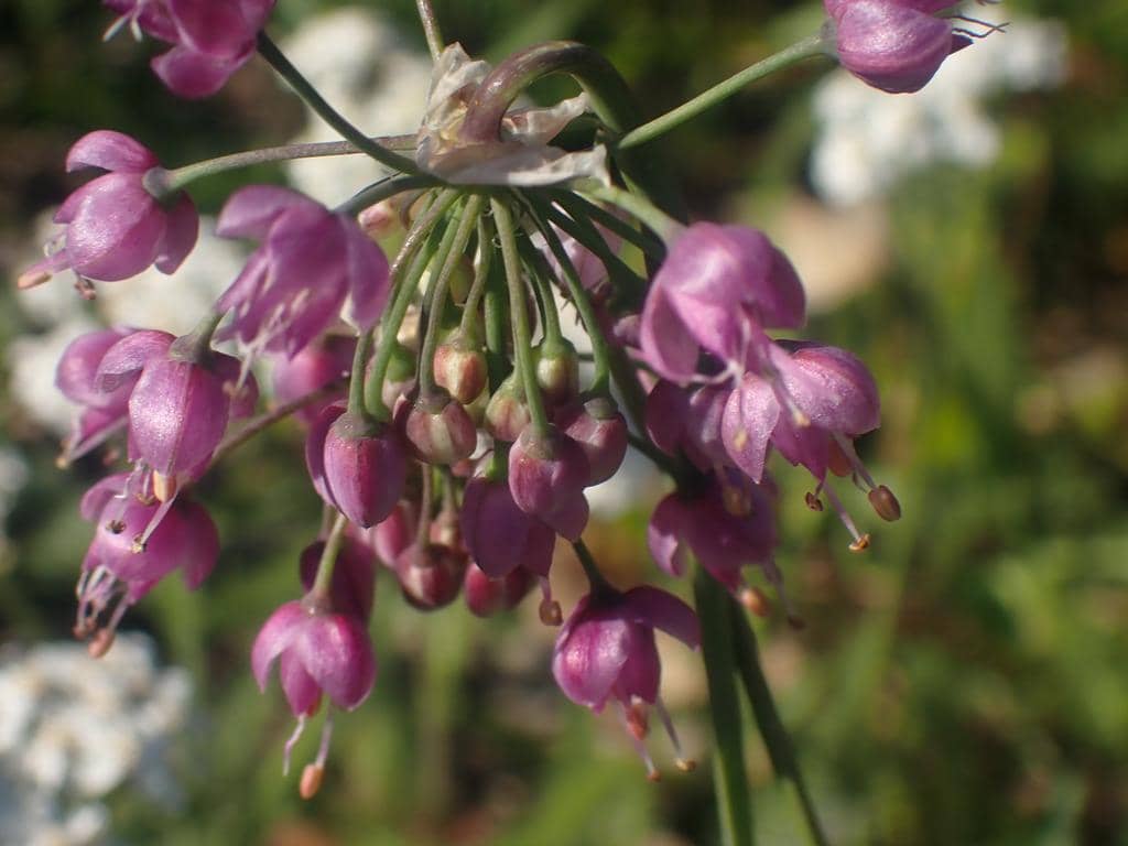 Nodding Onion