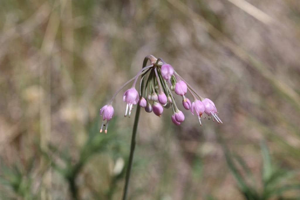 Nodding Onion
