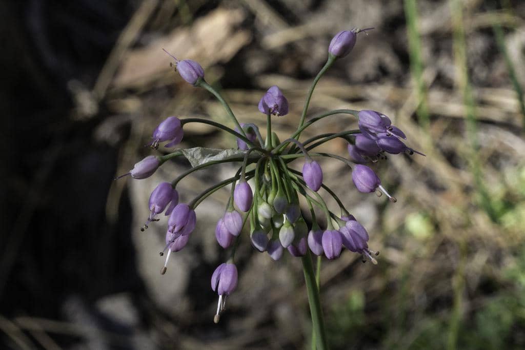 Nodding Onion