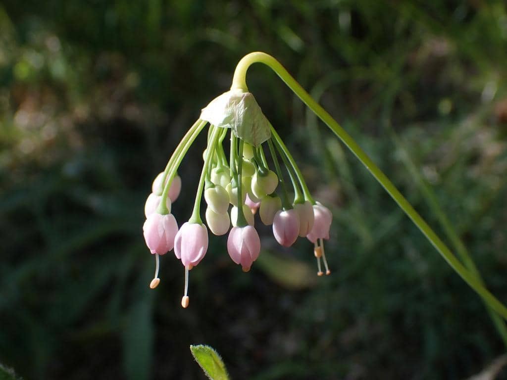 Nodding Onion