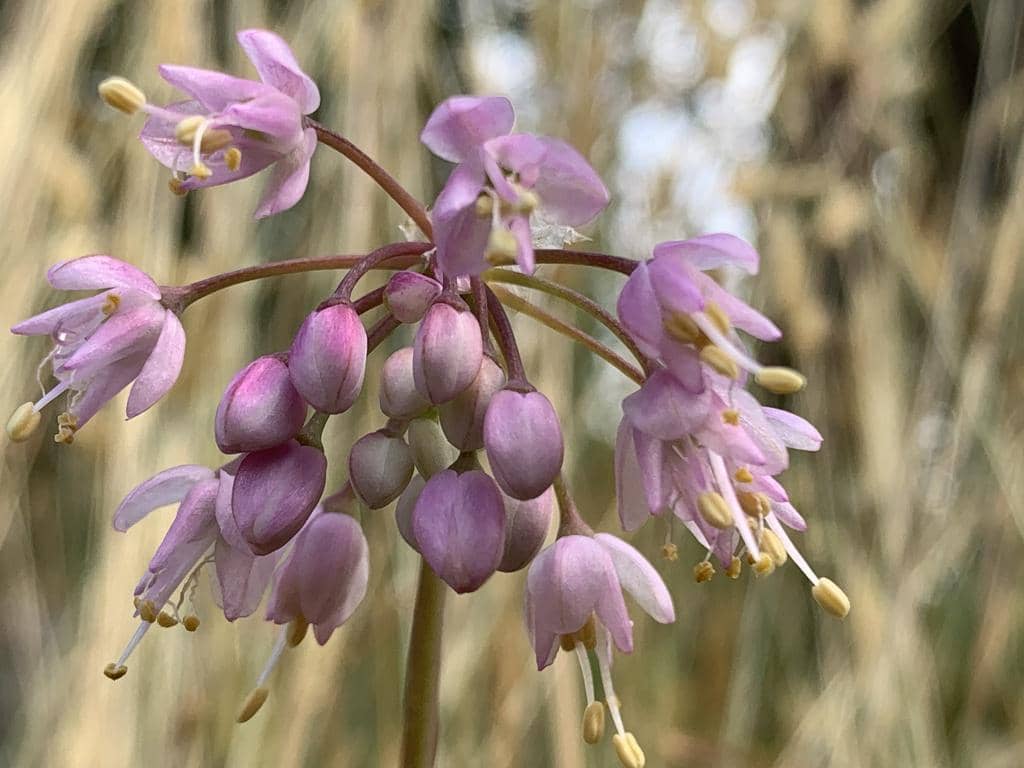 Nodding Onion