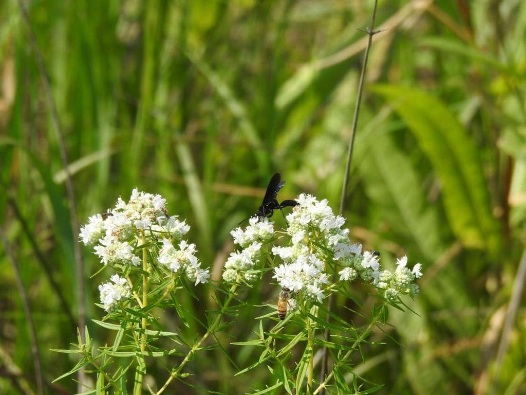 Narrowleaf mountain mint