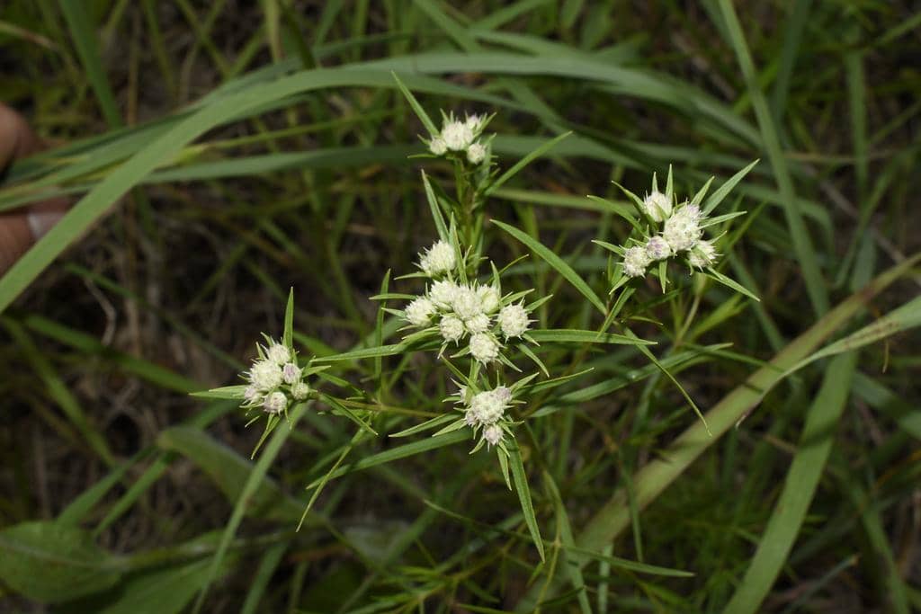 Narrowleaf mountain mint
