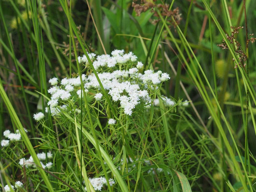 Narrowleaf mountain mint