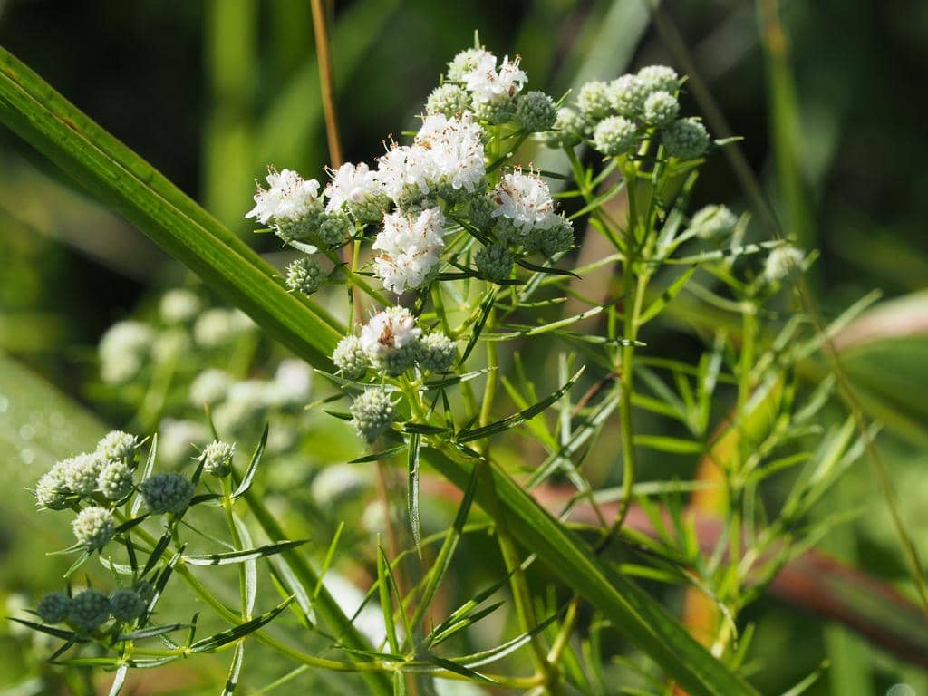 Narrowleaf Mountainmint