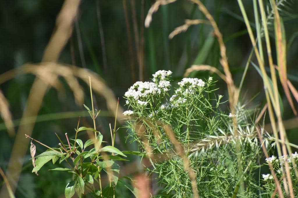 Narrowleaf mountain mint