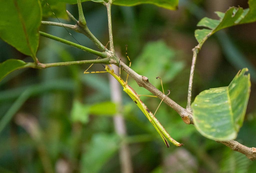 Anarchodes annulipes