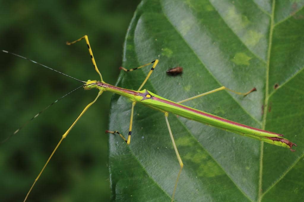 Anarchodes annulipes