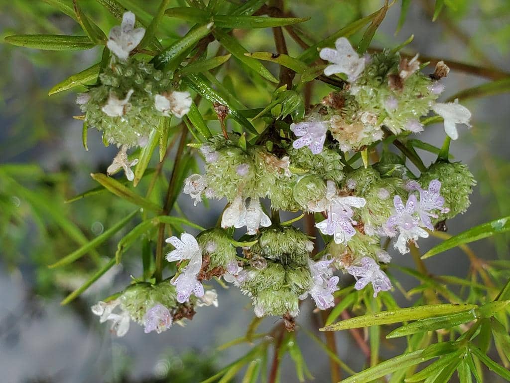 Narrowleaf mountain mint