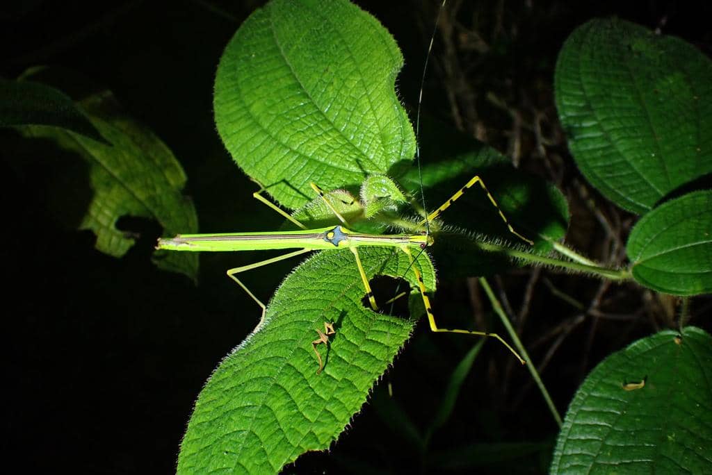 Anarchodes annulipes
