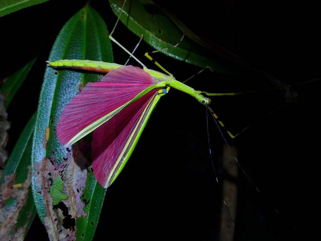 Anarchodes annulipes