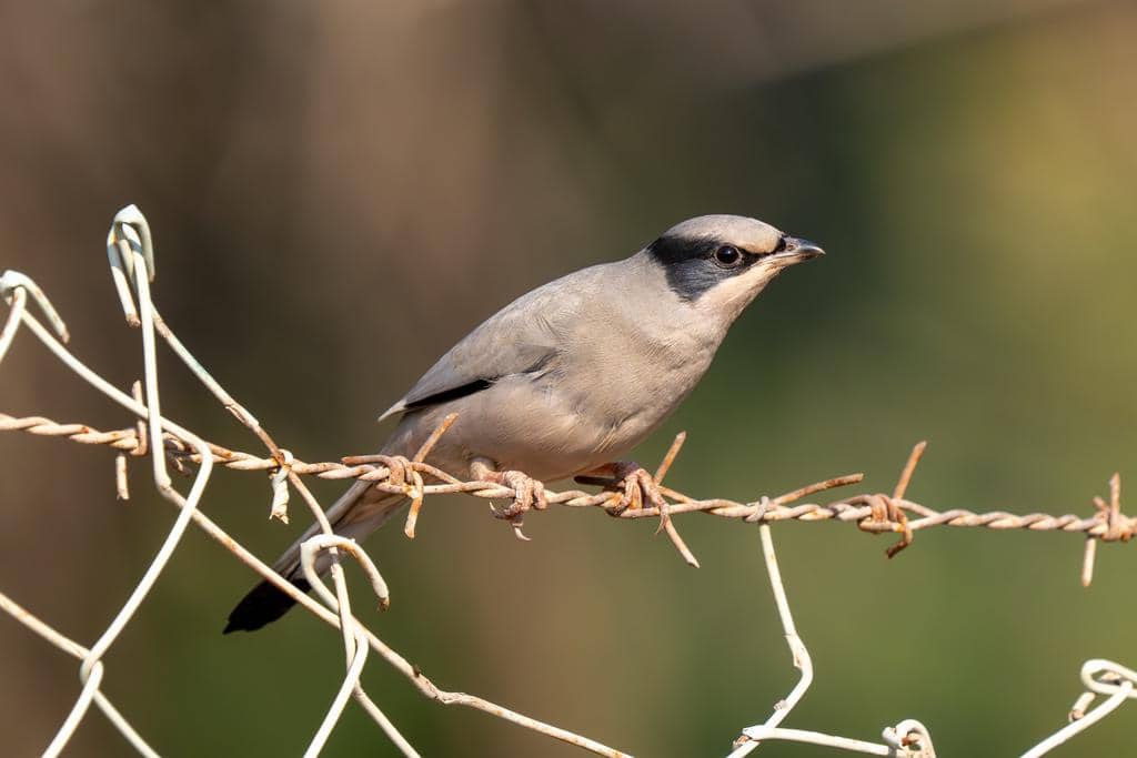 Hypocolius ampelinus